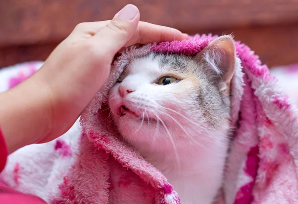 Mano accarezzando il gatto. Amore per gli animali — Foto Stock