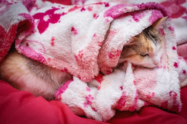 Lindo gato jengibre acostado en la cama debajo de una manta . — Foto de Stock