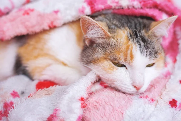 Carino gatto addormentato sotto una coperta — Foto Stock