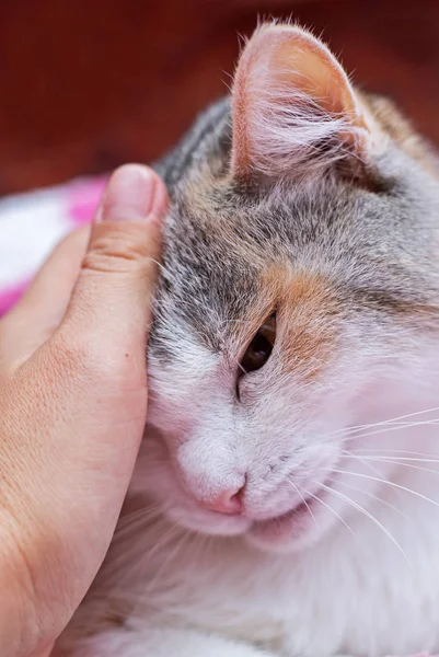 Feliz gato precioso cómodo durmiendo por la mujer acariciando mano — Foto de Stock