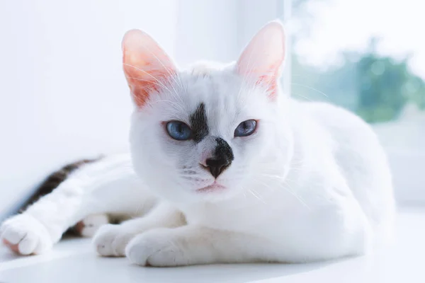 Gato Branco Com Olhos Azuis Jaz Peitoril Janela — Fotografia de Stock