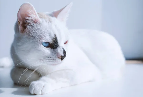 Gato Branco Com Olhos Azuis Tentando Dormir — Fotografia de Stock
