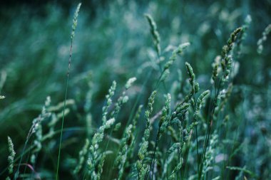Yeşil buğday tarlası ve güneşli gün