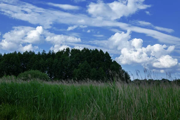 Ländliche Landschaft Grünes Gras Gegen Blauen Himmel — Stockfoto