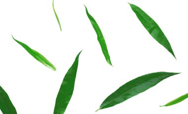 Beyaz arka planda izole edilmiş yeşil yapraklı ve dallı desen dokusu. Düz uzan, üst görünüm