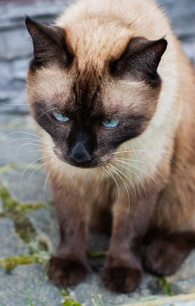 Schöne Siamesische Katze Sitzt Freien — Stockfoto