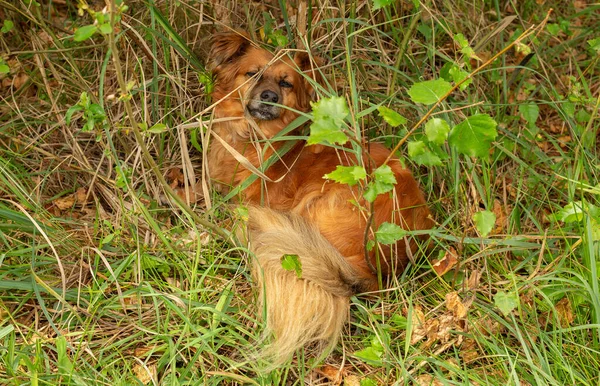 Red Cute Dog Napping Grass — Stock Photo, Image