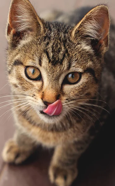 Pequeño Gatito Lame Sus Labios — Foto de Stock