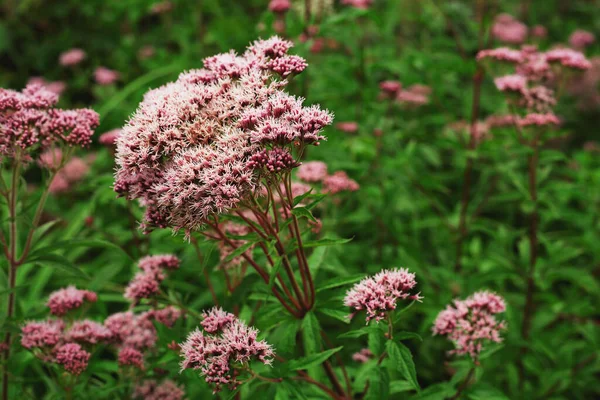 Wild Meadow Pink Flowers Morning Sunlight Background — Stock Photo, Image