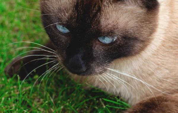 Siamesische Katze Großaufnahme Gras Sitzend — Stockfoto