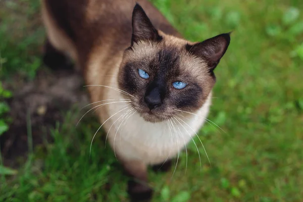 Schöne Siamesische Katze Gras — Stockfoto