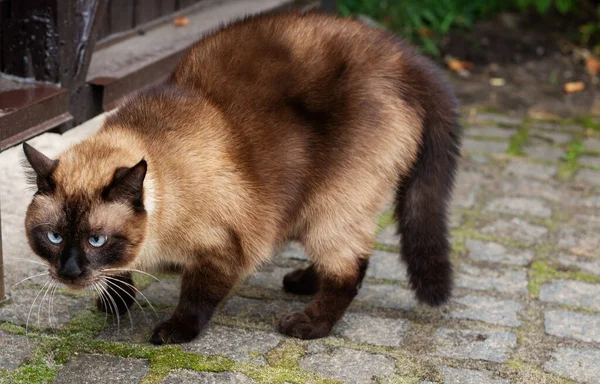 Gato Com Medo Cão — Fotografia de Stock