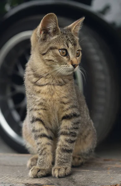 Piccolo Gattino Seduto All Aperto — Foto Stock