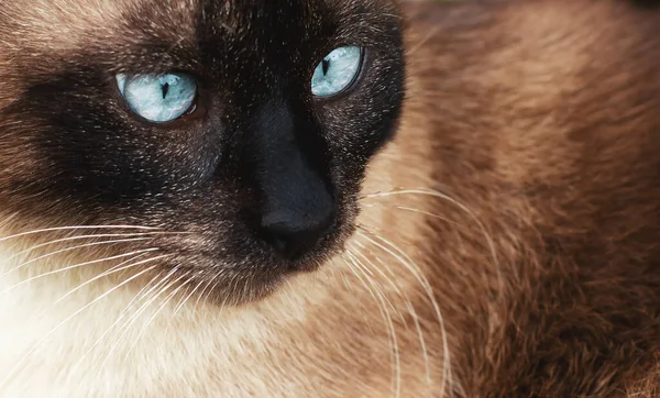 Facial Close Cute Blue Eyed Siamese Cat — Stock Photo, Image