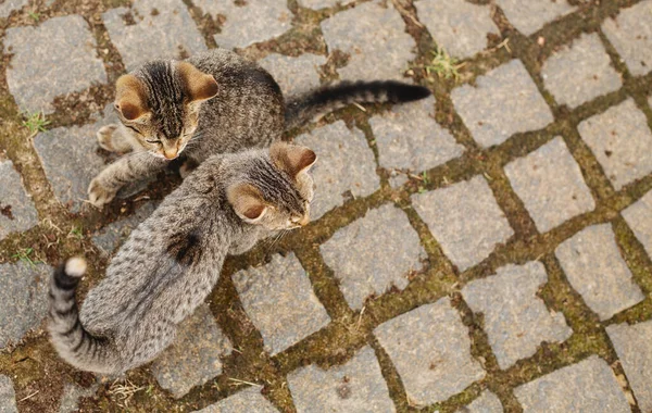 屋外で遊んでいる2匹の子猫 — ストック写真