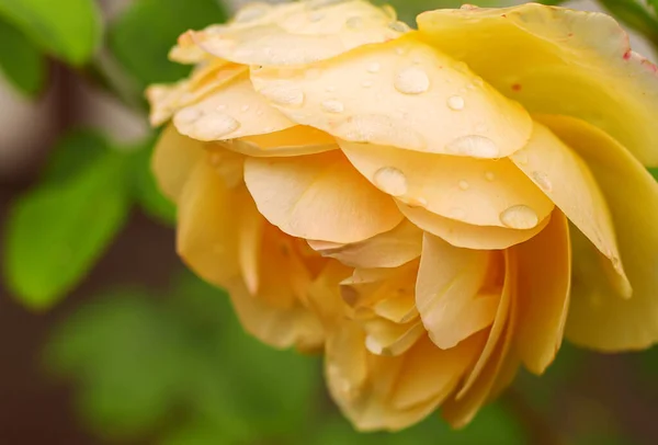 Jardín Rosa Amarilla Con Gotas Agua —  Fotos de Stock
