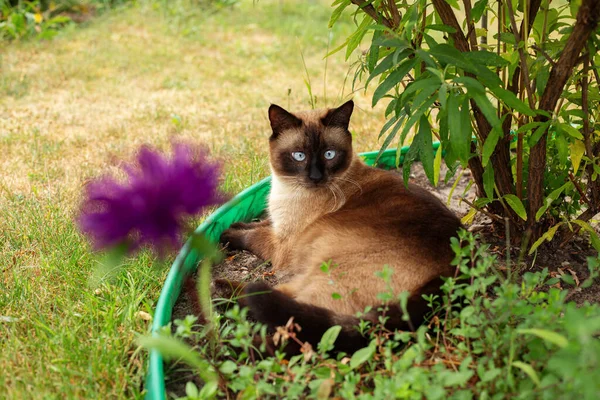 Siamese Gato Mentira Jardim — Fotografia de Stock