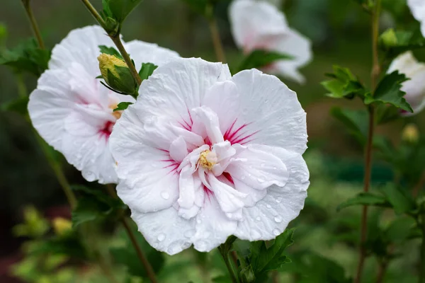 Delikat Trädgård Blommor Efter Regn — Stockfoto