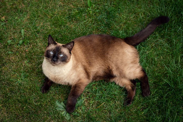 Siamese Cat Lies Grass — Stock Photo, Image