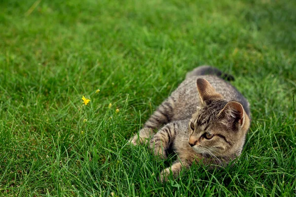 Kleines Kätzchen Liegt Gras — Stockfoto