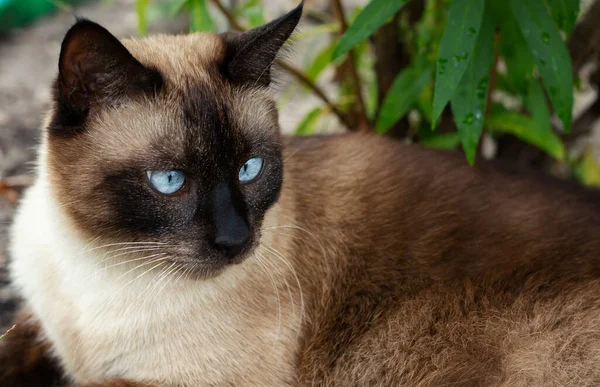 Bonito Gato Marrom Siamês Com Olhos Azuis Encontra Uma Grama — Fotografia de Stock