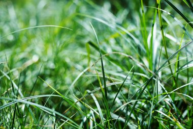 Güzellik bokeh ile soyut doğal arka plan