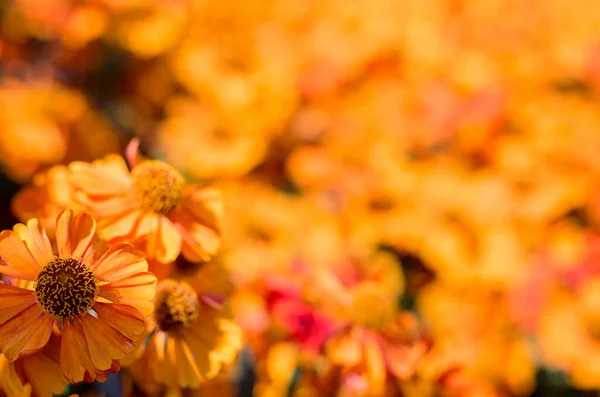 Sommer Ziemlich Blumigen Hintergrund Sonne Blumen Mit Bokeh — Stockfoto
