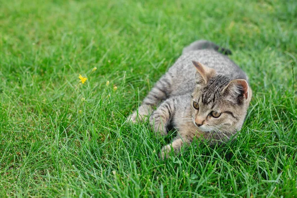 Gray Kitten Lies Green Grass — Stock Photo, Image