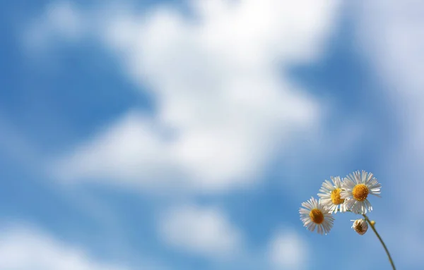 Little daisies on blue sky