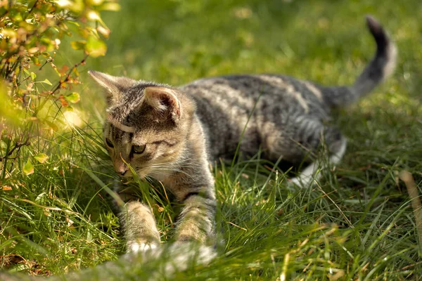 Kitten Lies Summer Grass — Stock Photo, Image