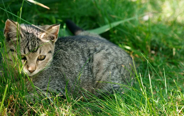 Gatinho Bonito Sentado Grama Verde — Fotografia de Stock