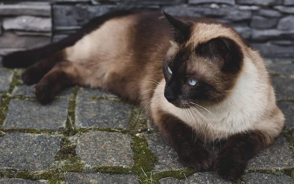 Siamská Kočka Leží Dvoře — Stock fotografie