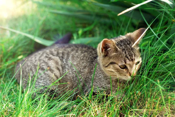 Маленький Котенок Сидит Зеленой Траве — стоковое фото