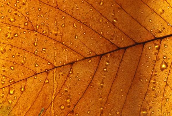 Detalle Textura Hoja Caída Seca Fondo Abstracto Belleza Otoñal Naturaleza — Foto de Stock