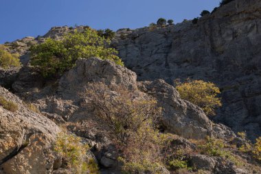 Yüzeyinde büyüyen küçük çam ağaçları ve arka planda yoğun bir orman ile kayalık oluşumu