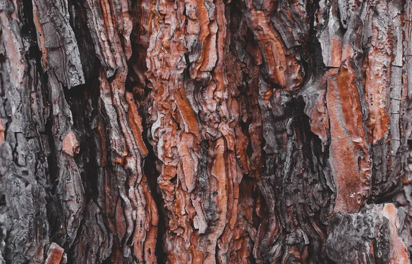 Bark Tree Textura Quadro Completo Natureza — Fotografia de Stock