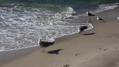 Okyanus kıyısında yürüyen martı manzarası.