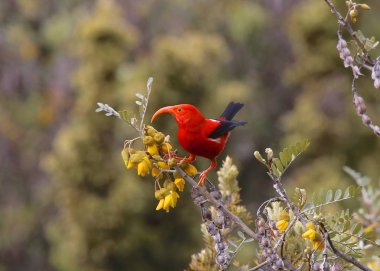 I iwi veya çalı üzerinde tüneen kızıl honeycreeper Closeup portre
