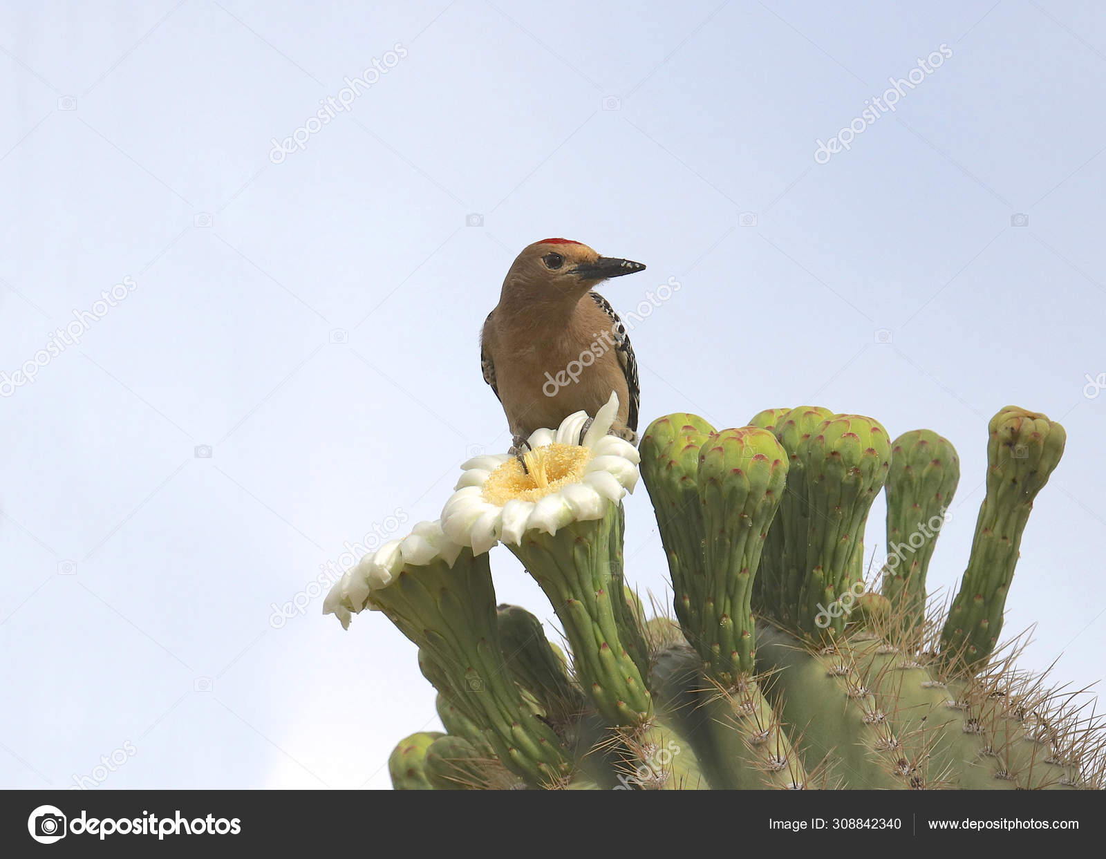 Gila Woodpecker Male Eating Saguaro Cactus Blossom Stock Photo C Vagabond54 308842340