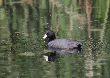 Amerikan Sakarmeke (Fulica americana)