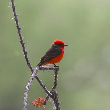Sinekkapan (erkek) (pyrocephalus obscurus))