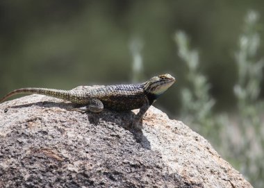 Çöl Dikenli Kertenkele (sceloporus magister)