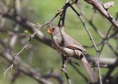 Pyrrhuloxia (kadın) (cardinalis sinuatis)