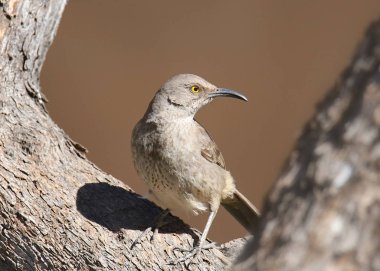 Eğri gagalı Çöpçü (toxostoma curviroste)