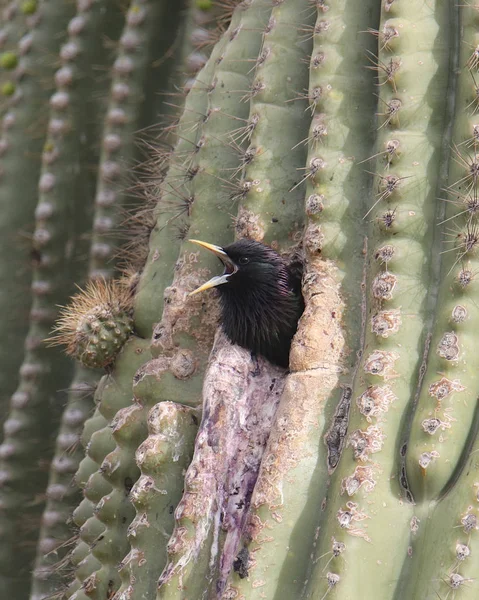 European Starling Looking Out Cavity Nest Saguaro Cactus — Stock Photo, Image