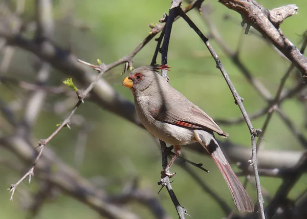 Pyrrhuloxia (kadın) (cardinalis sinuatis)