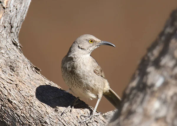 Trasher Pico Curvo Toxostoma Curviroste — Foto de Stock