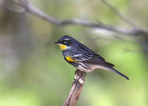 黄色いランプドウォーブラー オーデュボン Setophaga Coronata — ストック写真