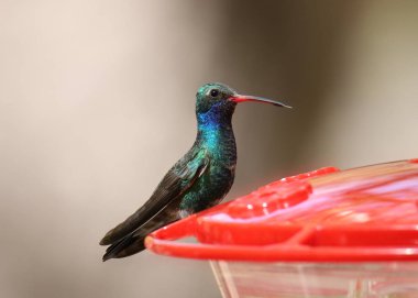 Geniş gagalı sinekkuşu (erkek) (cynanthus latriostris)