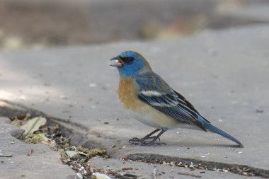 Lazuli Kiraz kuşu (erkek, yaz) (passerina amoena)
